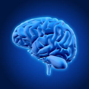 Human brain